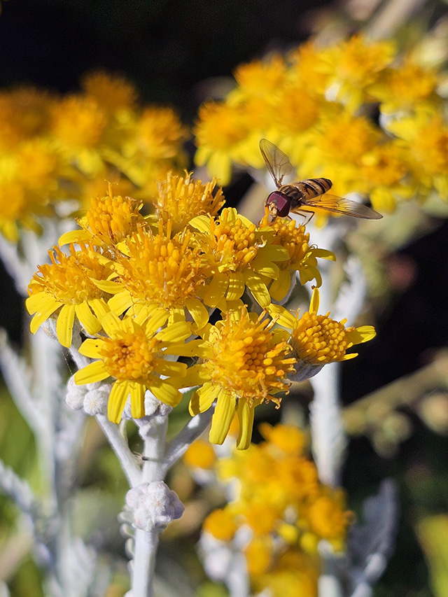 A hoverfly on Silver Ragwort.