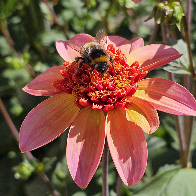 A bee on Dahlia 'Totally Tangerine'.