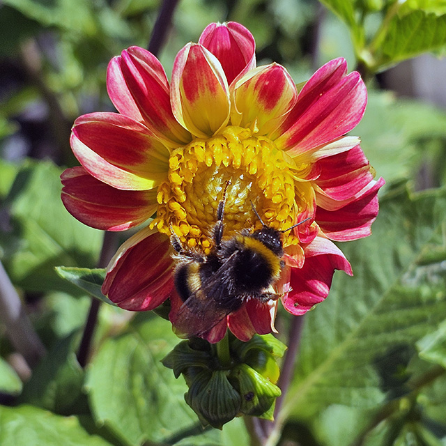 A bee on a small dahlia.