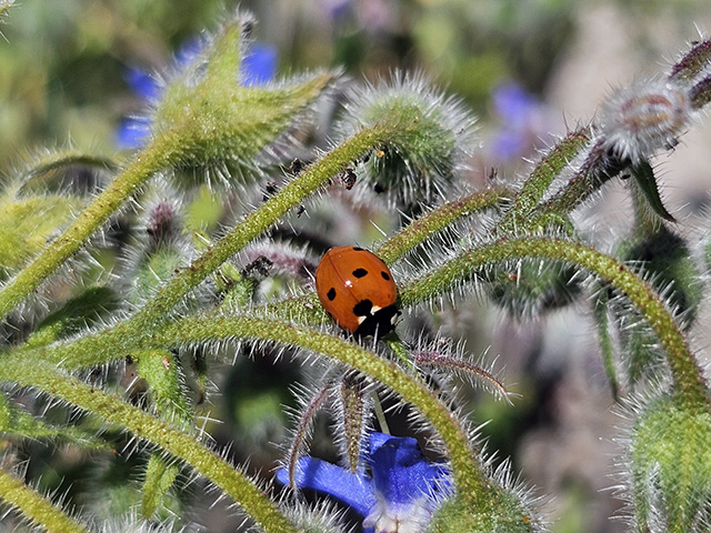 A ladybird enjoying the borage.