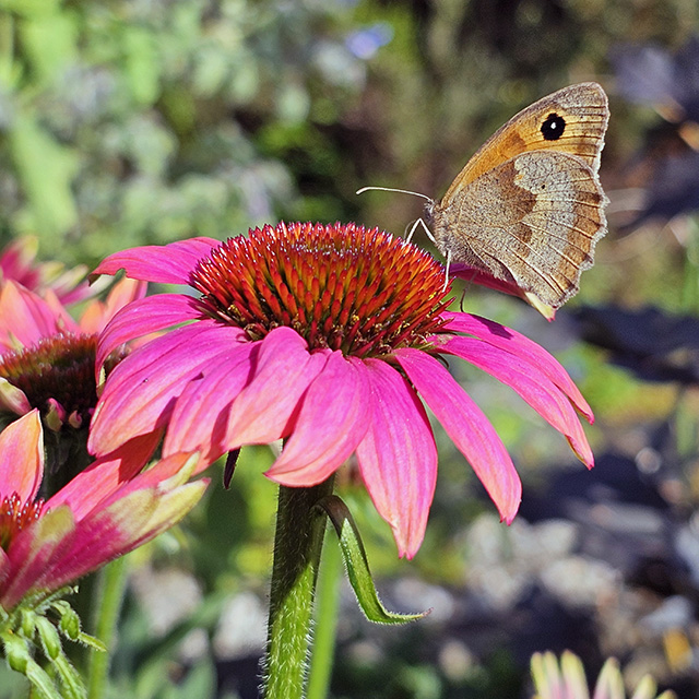 A Meadow Brown butterfly on pink Echinacea.