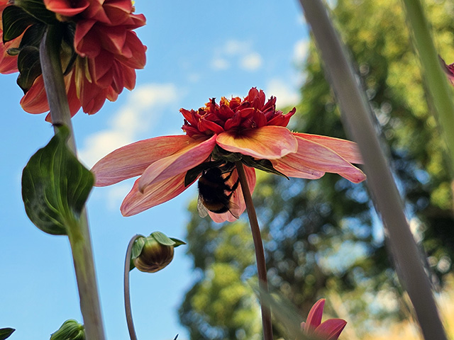 A bee sheltering under a dahlia.