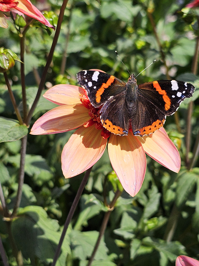 A Red Admiral butterfly on a dahlia.