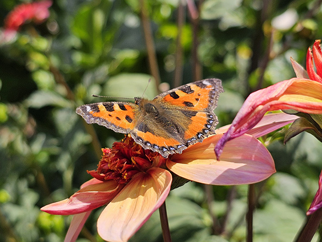 A Small Tortoiseshell butterfly on a dahlia.