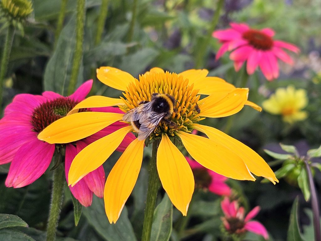 A bee on yellow Echinacea.
