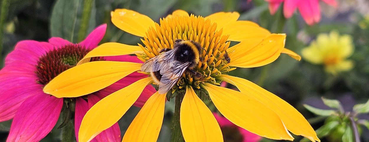 Gardenwatch: Sunshine & Dahlias