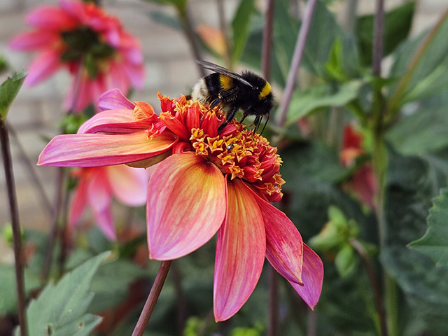 A bee on Dahlia 'Totally Tangerine'.