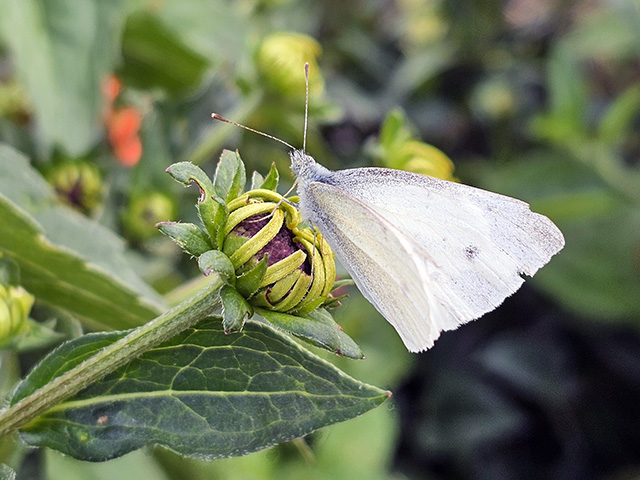 A white butterfly on Black-eyed Susan.