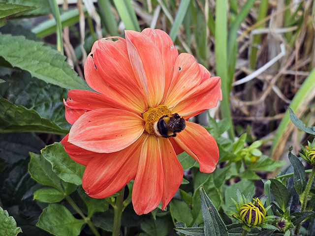 A bee on a dahlia.
