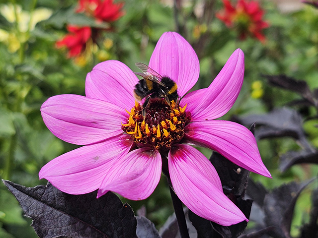 Bee on a dahlia.