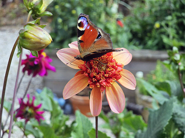 A Peacock butterfly on a Dahlia 'Totally Tangerine'.