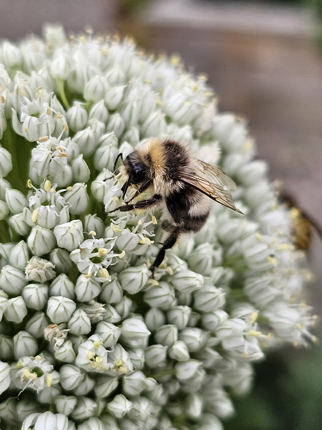 A bee on white Allium.