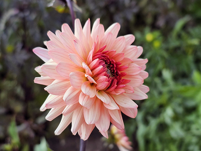 Pink Dahlia.