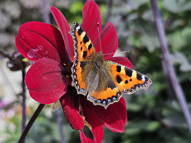 A Small Tortoiseshell butterfly on a red dahlia.