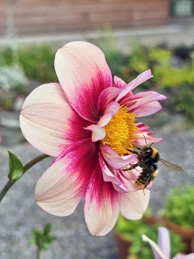 A bee on Dahlia 'Rhubarb & Custard'.