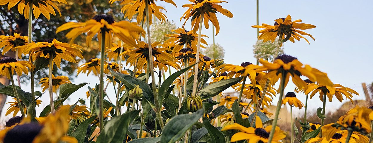 Gardenwatch: Bees & Butterflies