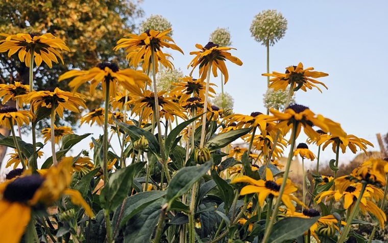 Gardenwatch: Bees & Butterflies