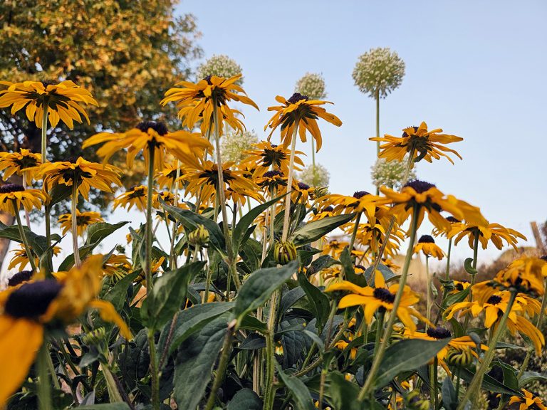 Black-eyed Susans