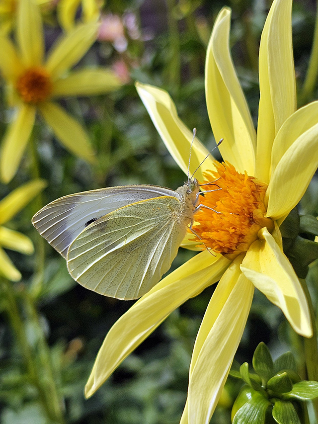 White butterfly on Dahlia 'Honka Yellow'.