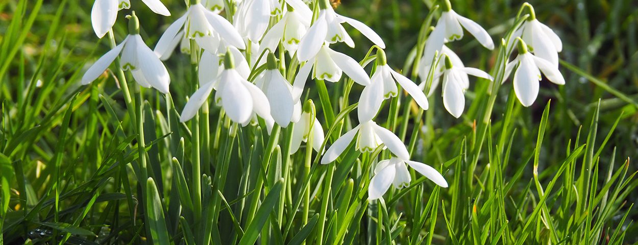 Gardenwatch: Snowdrops