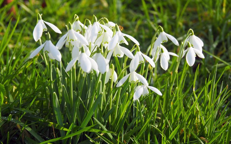 Gardenwatch: Snowdrops