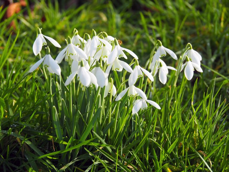 Snowdrops in the back garden.