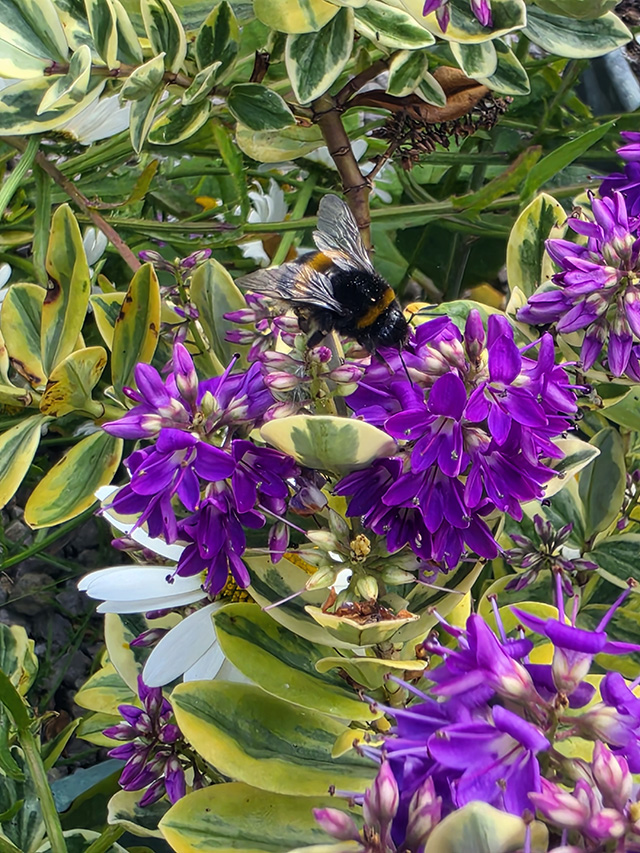 A busy bee!