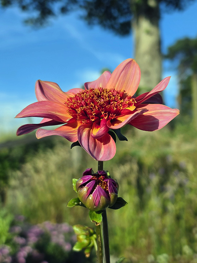 Dahlia "Totally Tangerine" in the sun.