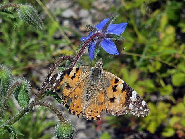 Butterfly on borage.