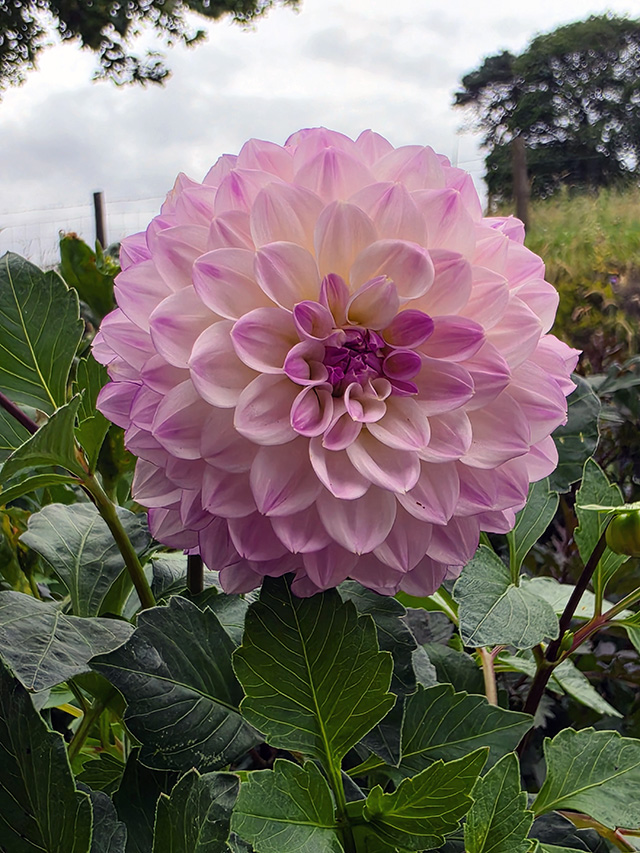 Soft pink Dahlia.