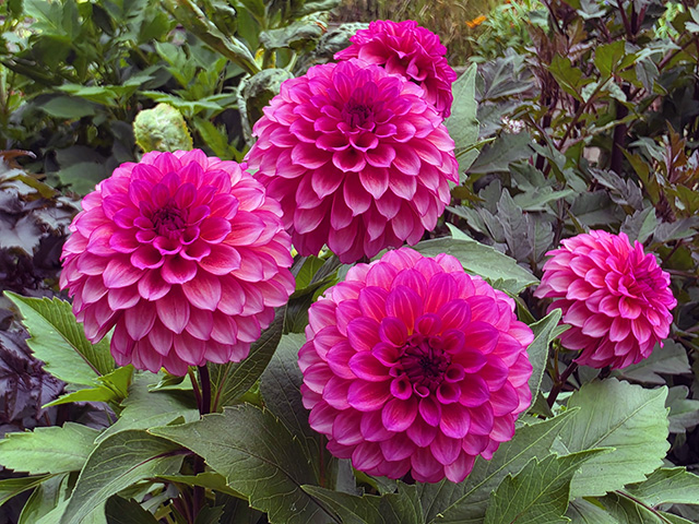 Pink Dahlias.