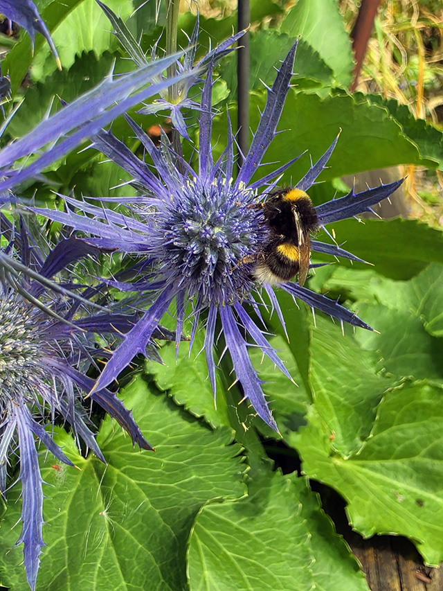 A bee on Eryngium x zabelii Big Blue.