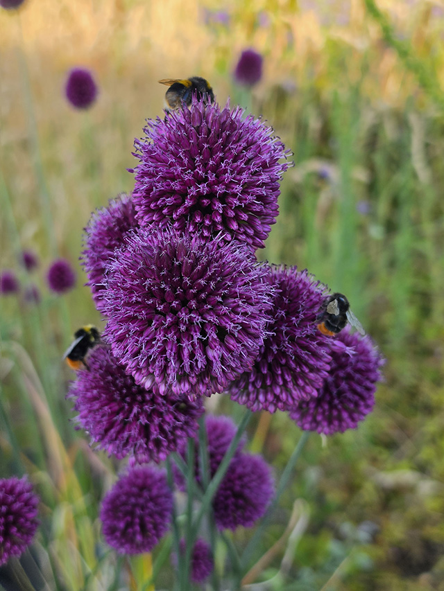 Bees on Allium.
