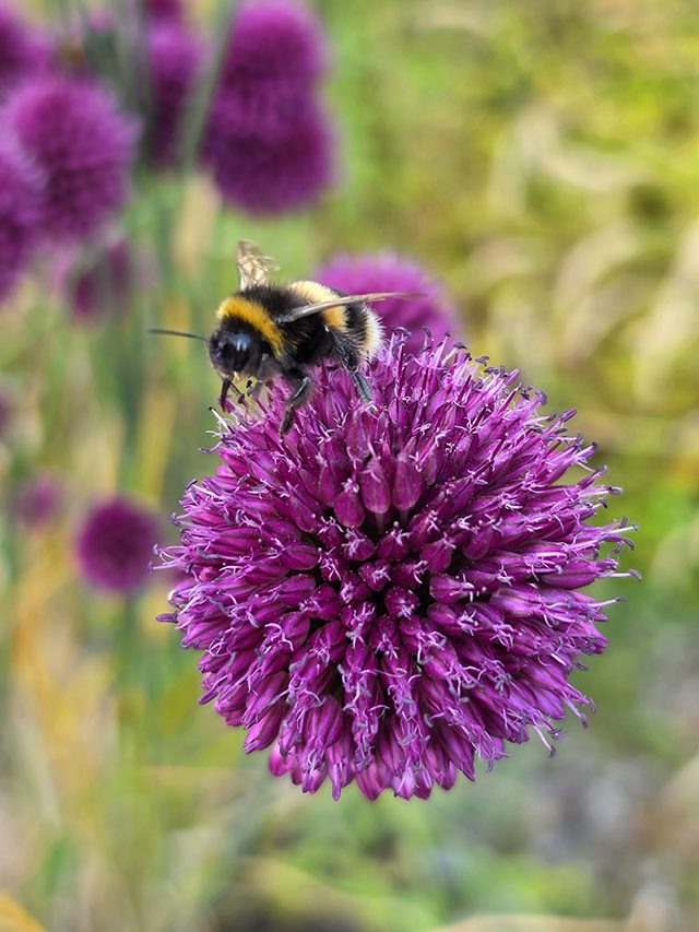 A bee on Allium.