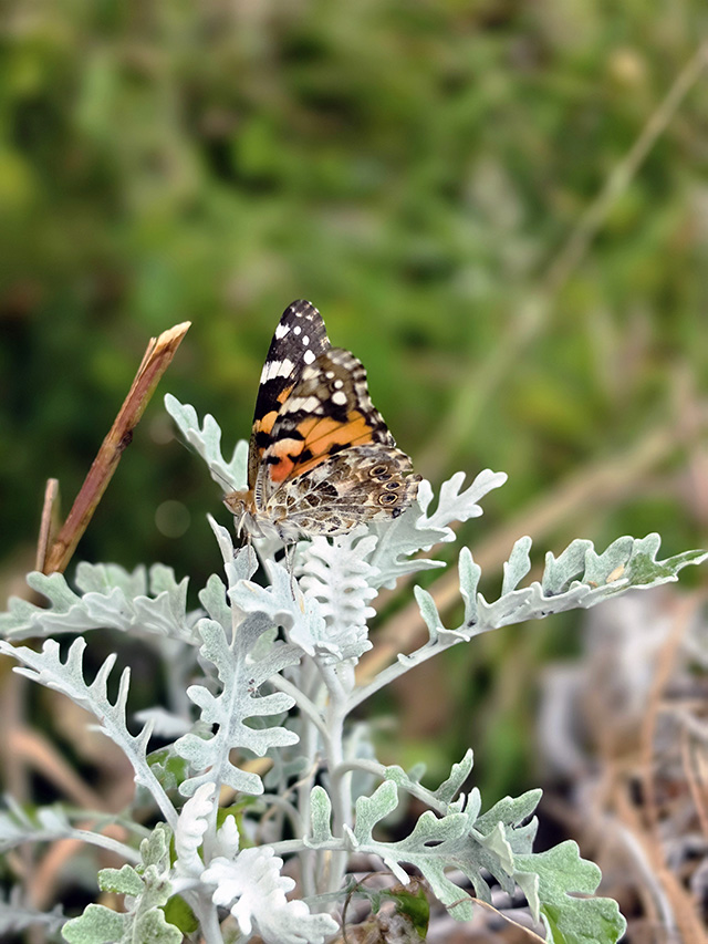 Butterfly.