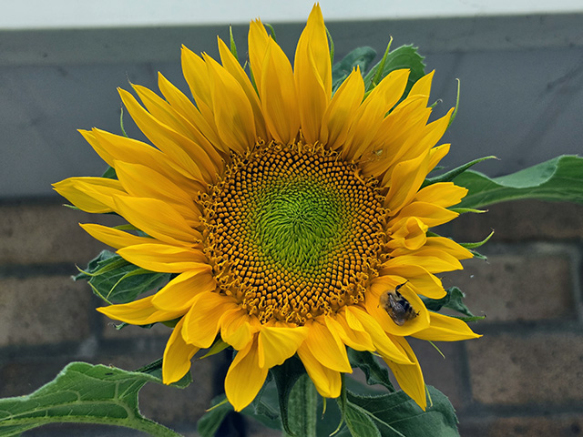 Sunflower.