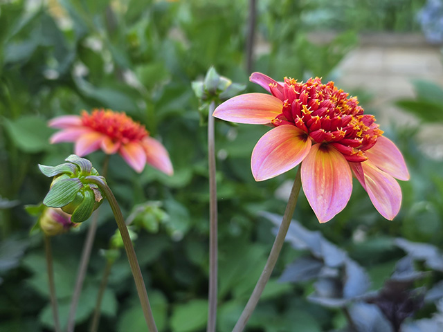 Dahlia "Totally Tangerine".