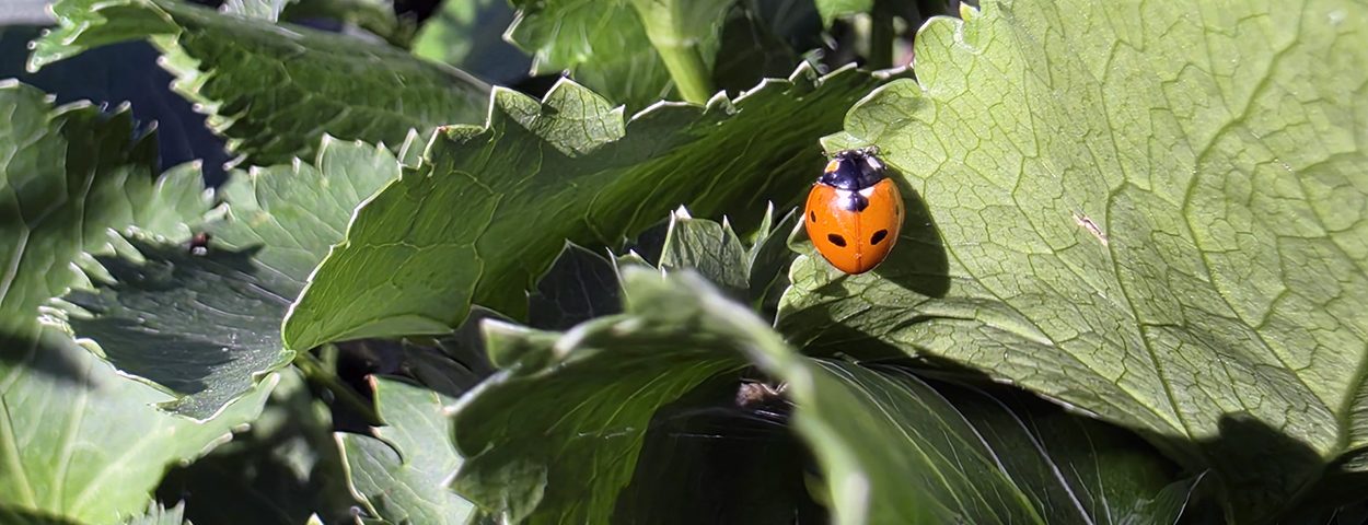 Gardenwatch: Sunshine & Ladybirds