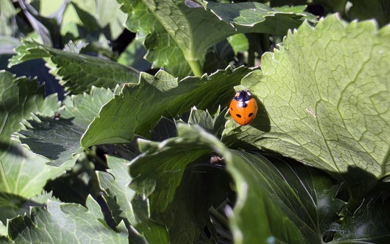Gardenwatch: Sunshine & Ladybirds