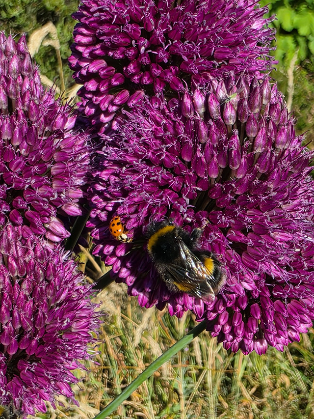 A bee and a ladybird on Allium.