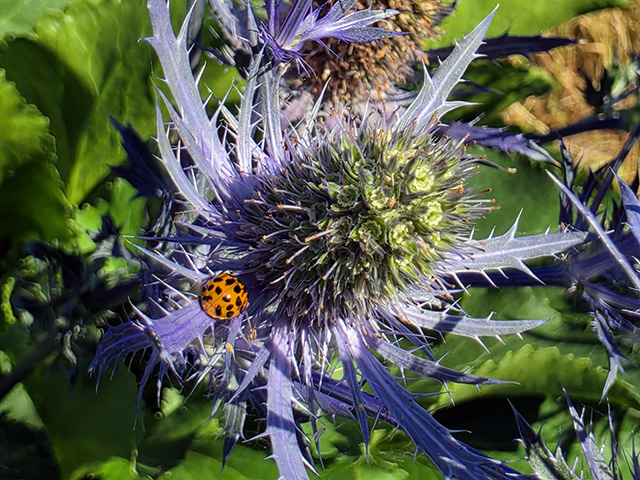A ladybird on Eryngium x zabelii Big Blue.