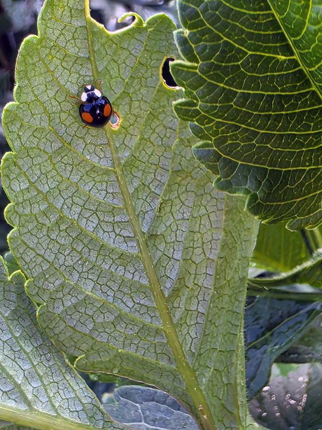 A black ladybird on a leaf.
