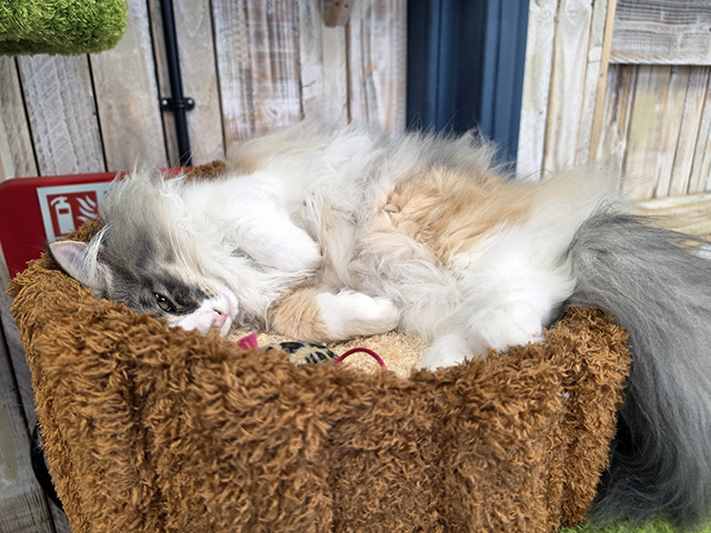 Umi (Norwegian Forest Cat).