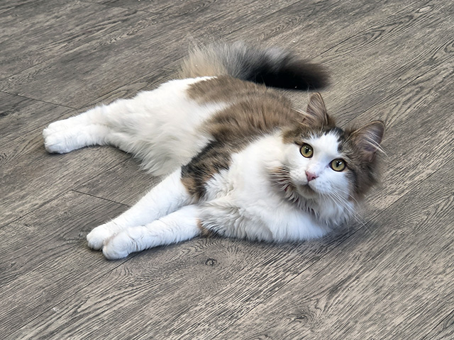 Autumn (Ragdoll Cross).