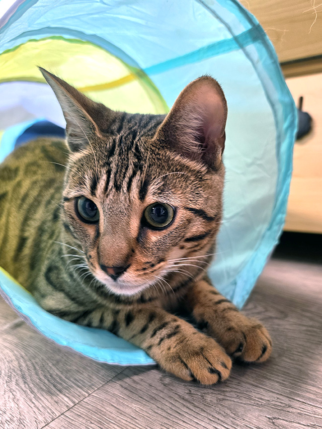 Uno (Bengal) in the play tunnel.