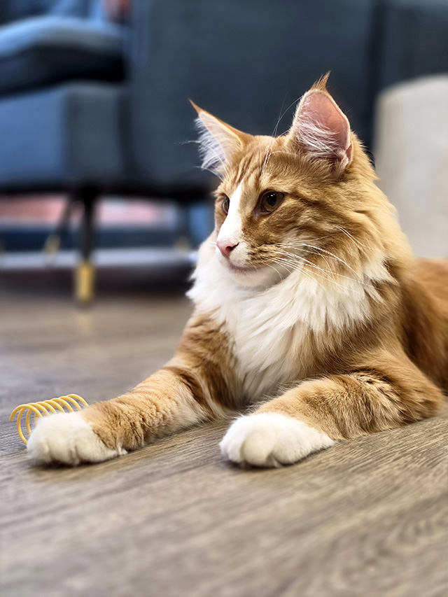Heathcliffe showing how majestic he is!