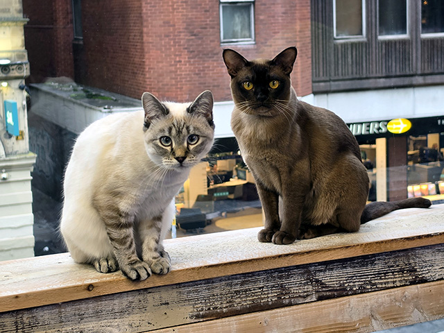 Gracie (Ragdoll Cross) & Roman (Burmese)... I'm not sure what I interrupted here!