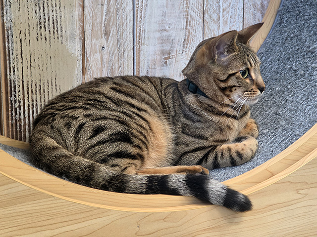 Uno resting on the exercise wheel.