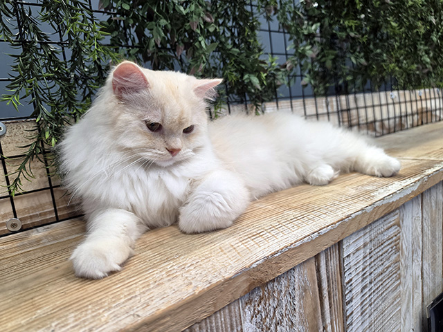 Edgar (Persian Cross).