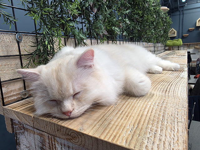 It's so tiring being so cute!